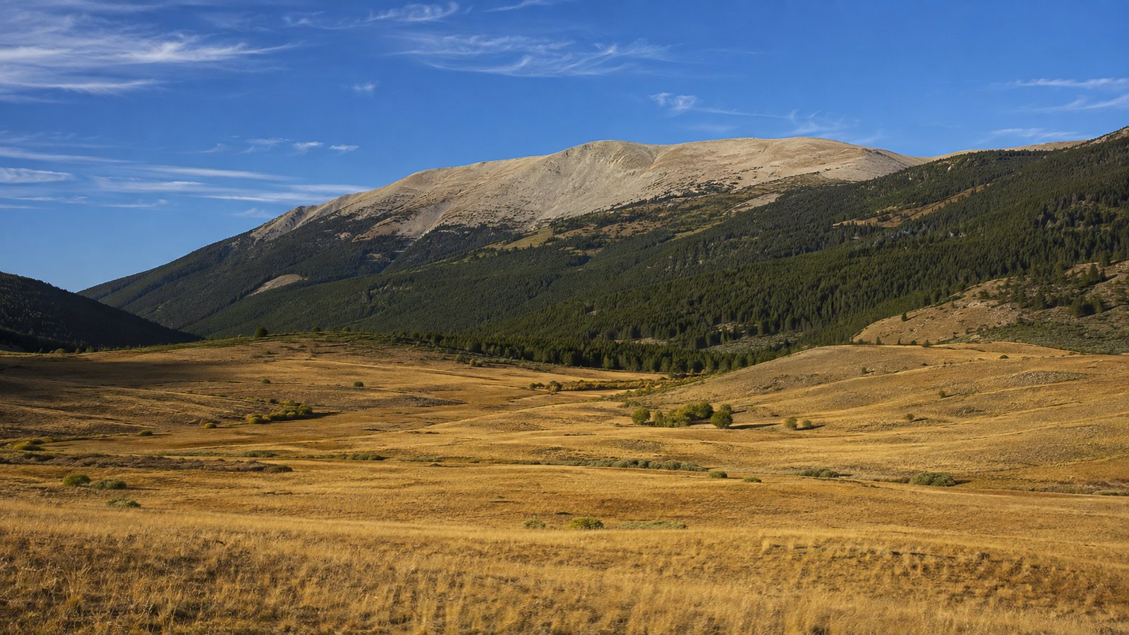 A wide mountain valley in late summer with dry golden grassland and a forested ridgeline under a clear sky.